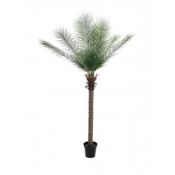 Palmier Phoenix deluxe artificial  220 cm, EuroPalms 82509722